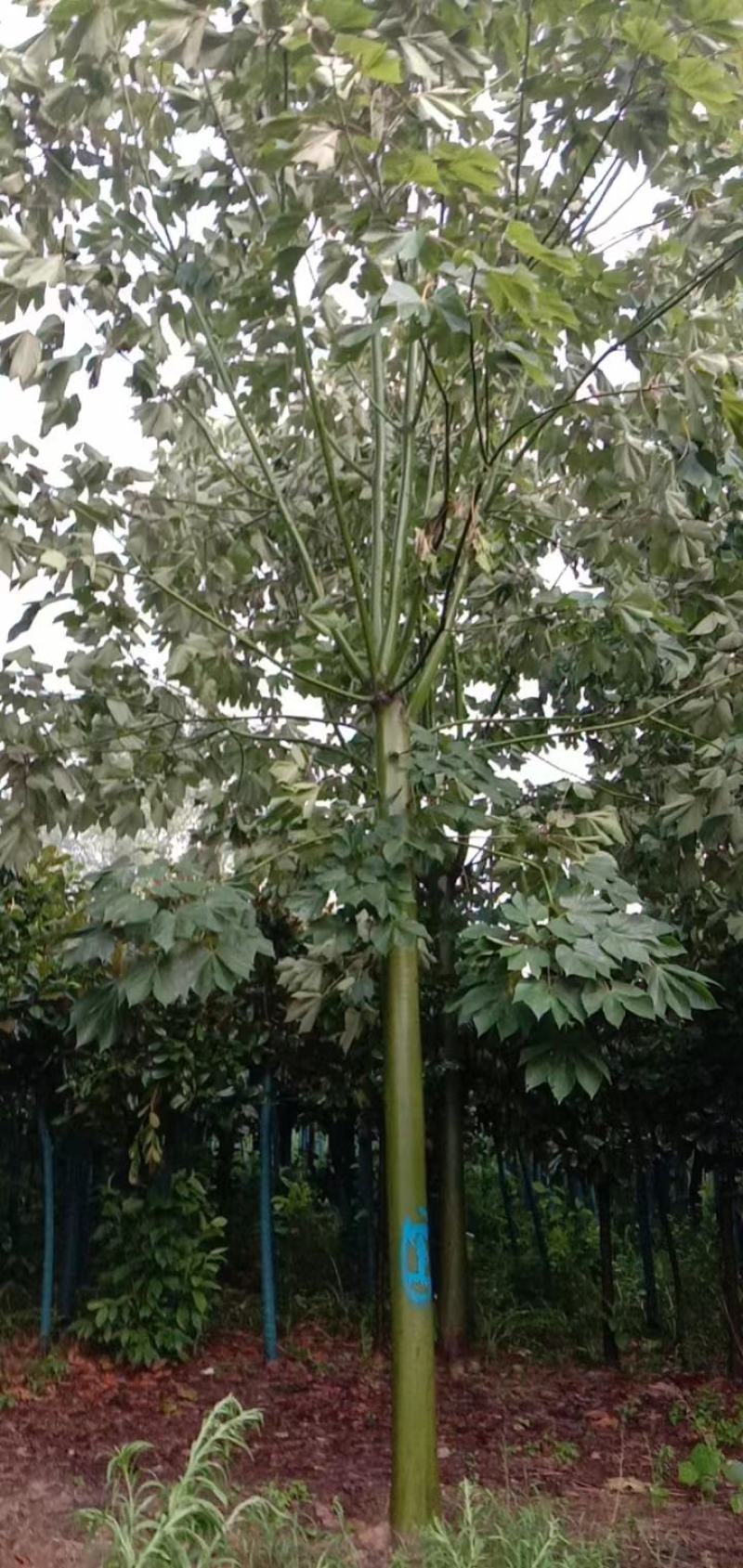 青桐，自己家的苗圃园，期待和需要的老板合作！