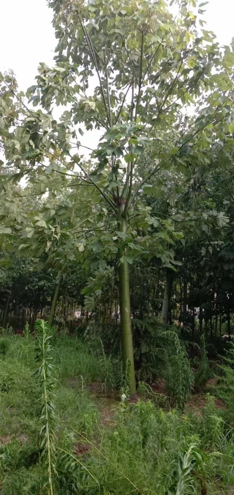 青桐，自己家的苗圃园，期待和需要的老板合作！