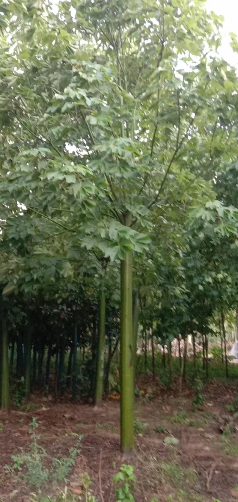 青桐，自己家的苗圃园，期待和需要的老板合作！