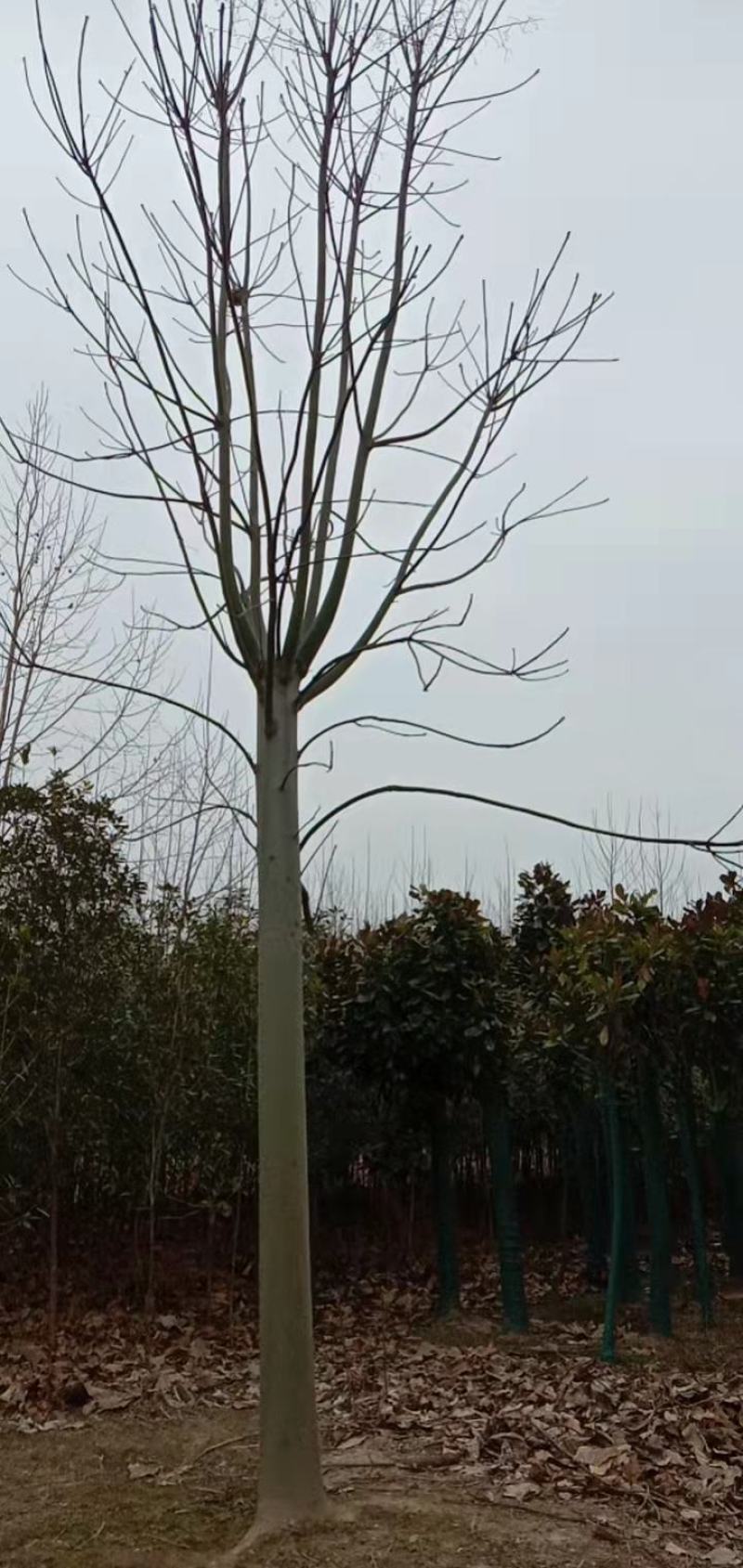 青桐，自己家的苗圃园，期待和需要的老板合作！