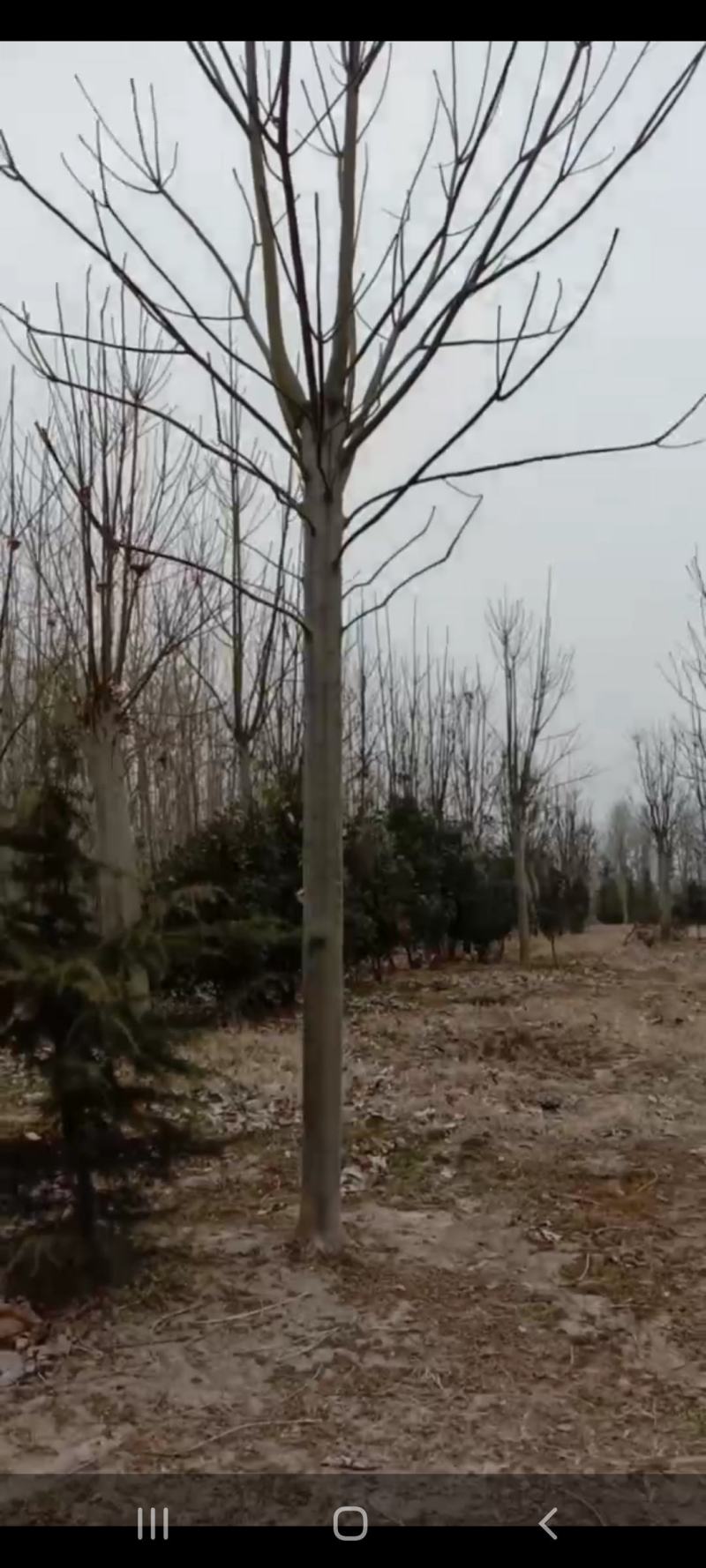 青桐，自己家的苗圃园，期待和需要的老板合作！