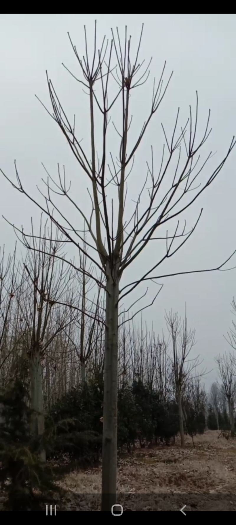青桐，自己家的苗圃园，期待和需要的老板合作！