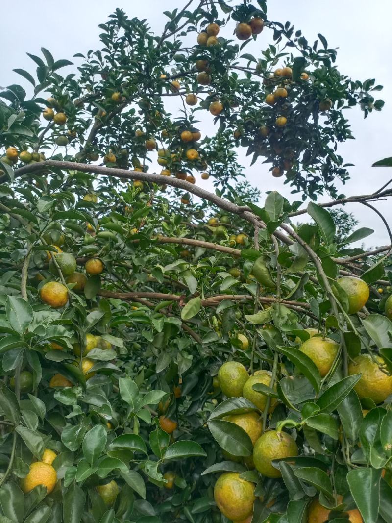 砂糖橘
