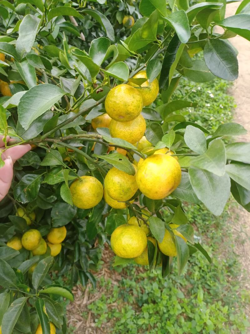 砂糖橘