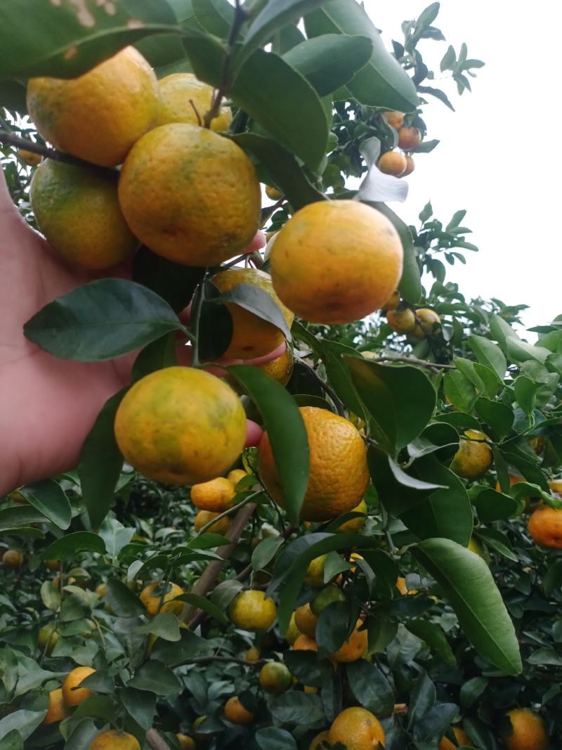 砂糖橘
