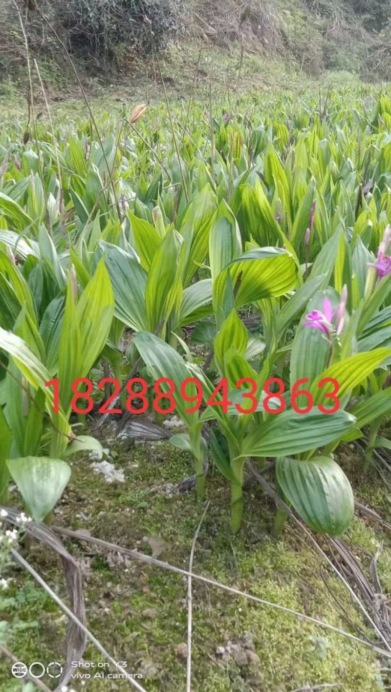 三叉白芨种苗技术指导，包成活，包回收，免费指导