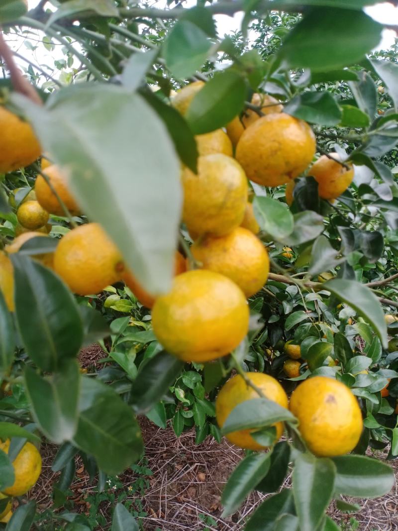 砂糖橘