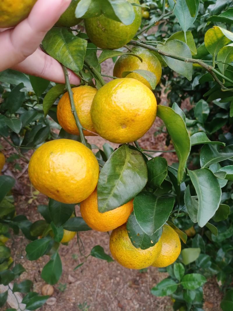 砂糖橘