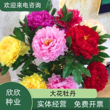 洛阳牡丹种籽牡丹花种子混色春播四季盆栽阳台药用观赏牡牡丹