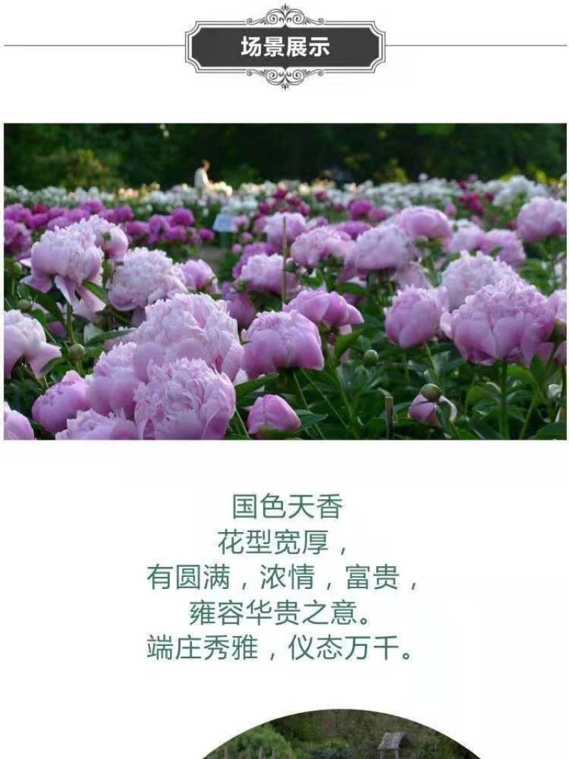 洛阳牡丹种籽牡丹花种子混色春播四季盆栽阳台药用观赏牡牡丹