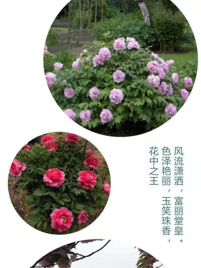 洛阳牡丹种籽牡丹花种子混色春播四季盆栽阳台药用观赏牡牡丹