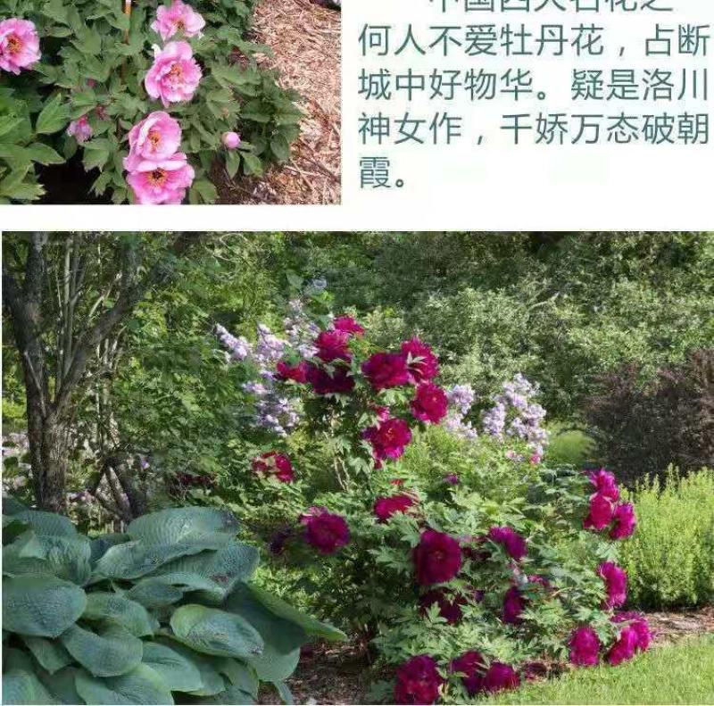 洛阳牡丹种籽牡丹花种子混色春播四季盆栽阳台药用观赏牡牡丹