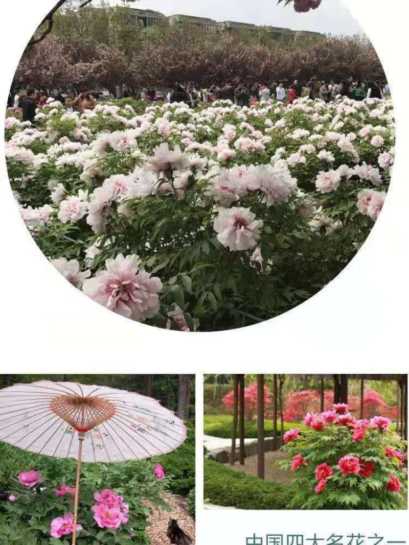 洛阳牡丹种籽牡丹花种子混色春播四季盆栽阳台药用观赏牡牡丹