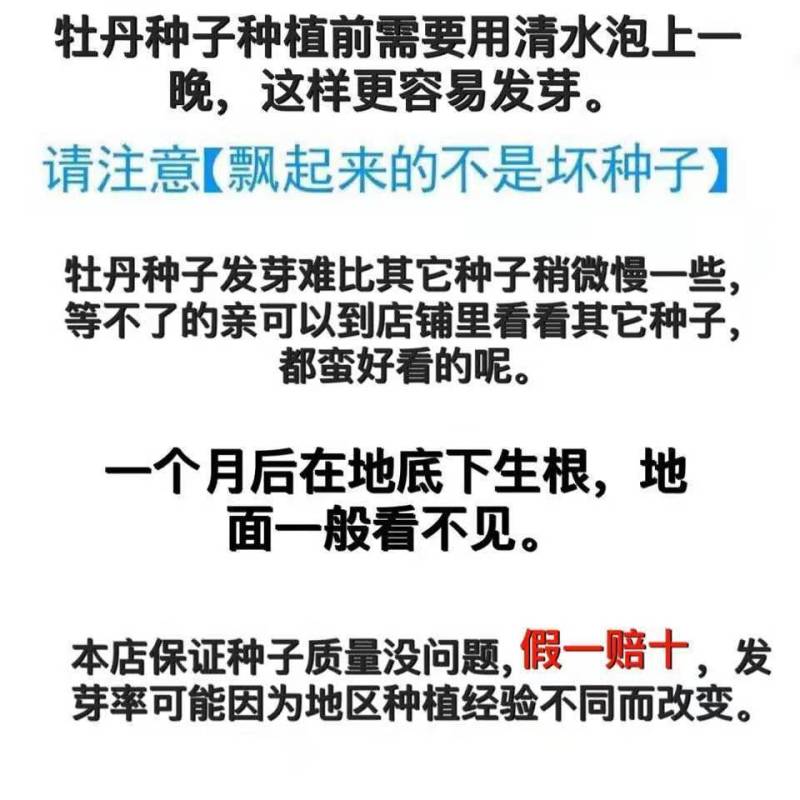 洛阳牡丹种籽牡丹花种子混色春播四季盆栽阳台药用观赏牡牡丹