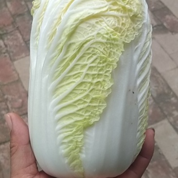 精品娃娃菜，净菜打包，产地直发/一手货源！