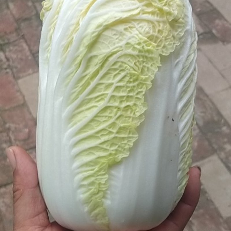 精品娃娃菜，净菜打包，产地直发/一手货源！