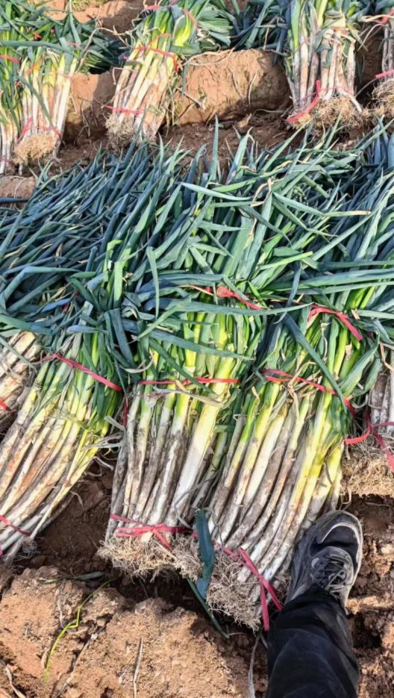 精品钢葱，精品打捆毛葱，精品打捆净葱打包