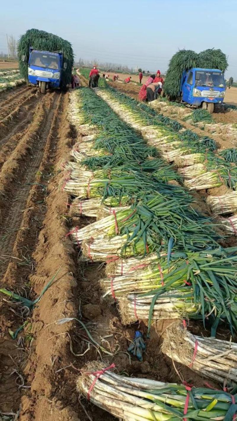 精品钢葱，精品打捆毛葱，精品打捆净葱打包