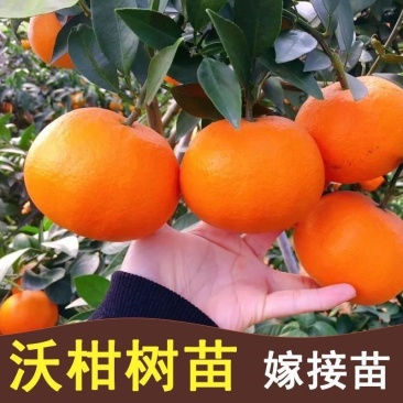 【新品种】无核沃柑苗无籽砂糖桔苗柑橘苗南方种植当年结果