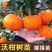 【新品种】无核沃柑苗无籽砂糖桔苗柑橘苗南方种植当年结果