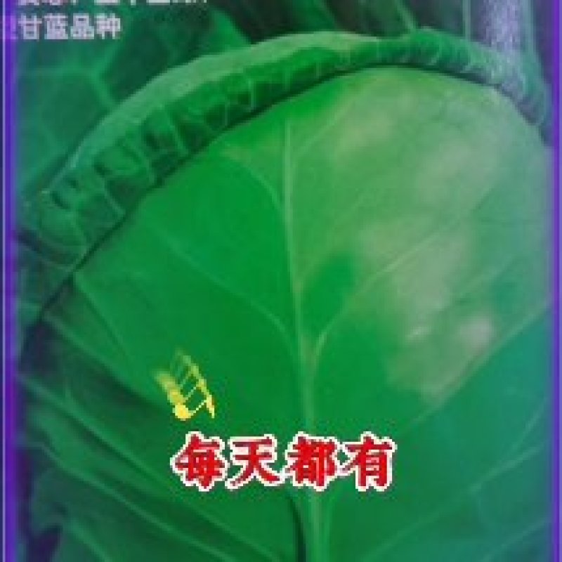 甘蓝苗圆球形甘蓝苗，牛心甘蓝苗，早熟耐热，适应性强