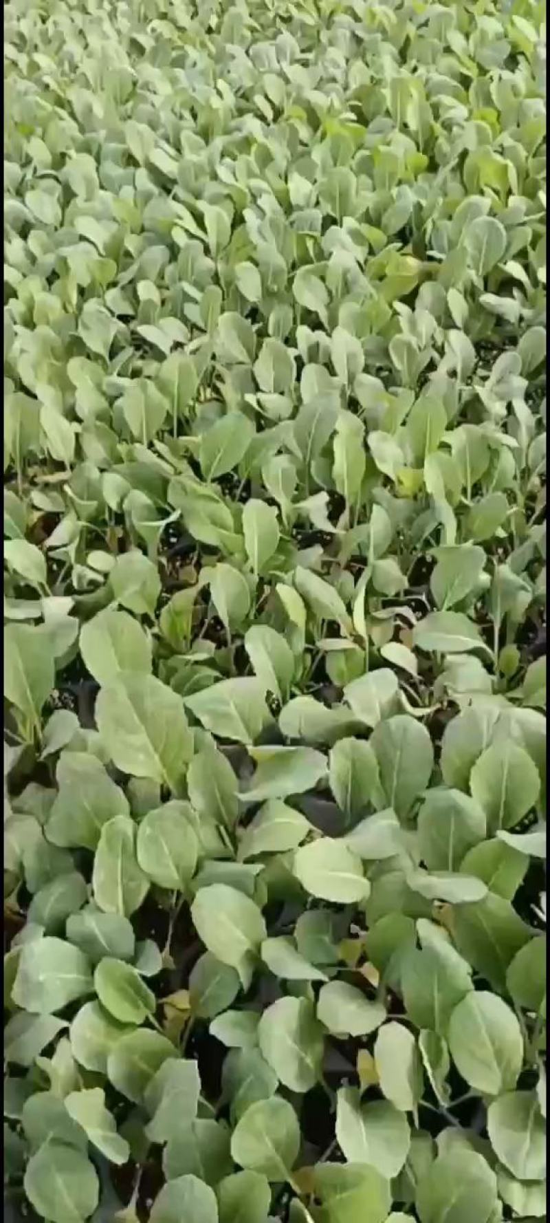 甘蓝苗圆球形甘蓝苗，牛心甘蓝苗，早熟耐热，适应性强