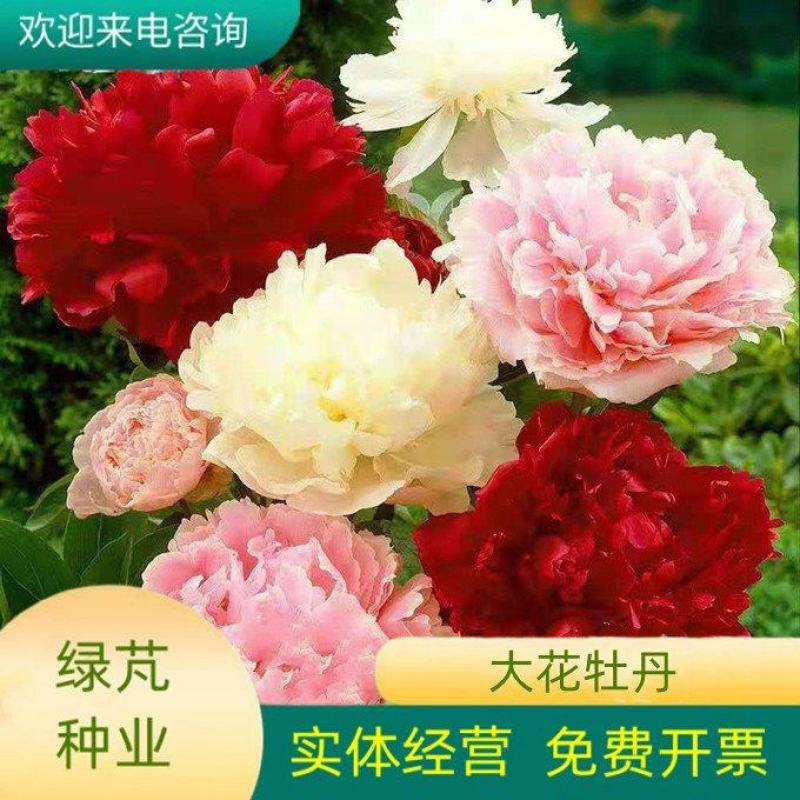 牡丹种子，观赏花卉，实体经营，质量保证，全国发货