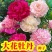 牡丹种子，观赏花卉，实体经营，质量保证，全国发货