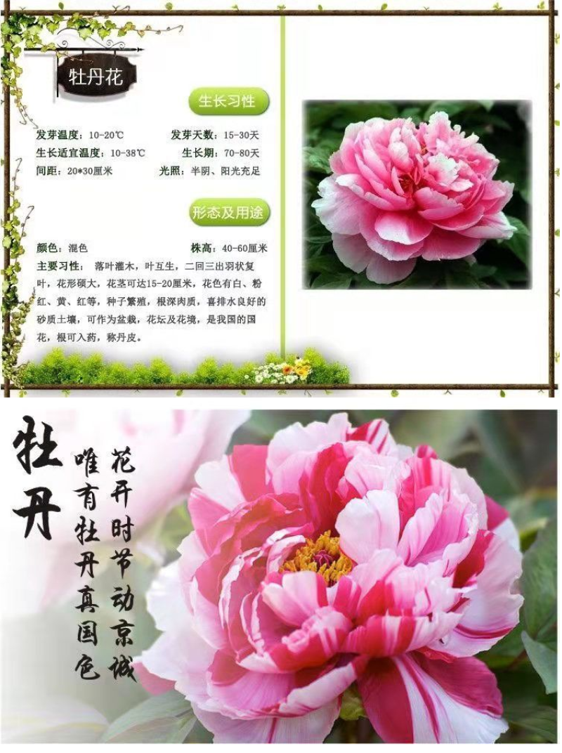 牡丹种子，观赏花卉，实体经营，质量保证，全国发货