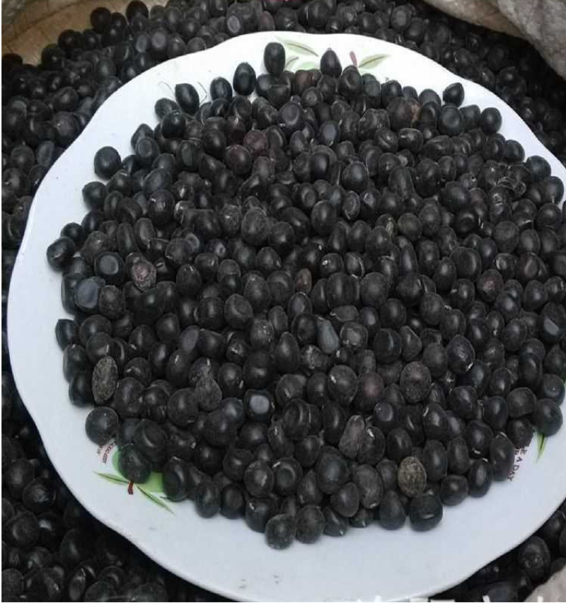 牡丹种子，观赏花卉，实体经营，质量保证，全国发货