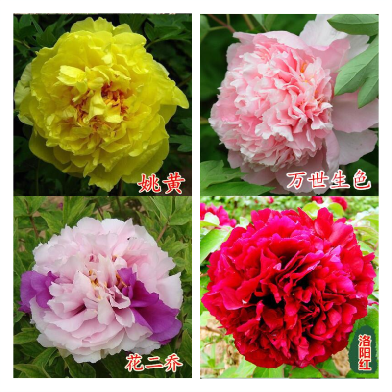 牡丹种子，观赏花卉，实体经营，质量保证，全国发货