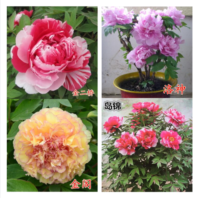 牡丹种子，观赏花卉，实体经营，质量保证，全国发货