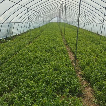 精品大叶香菜，质量好，品质优。