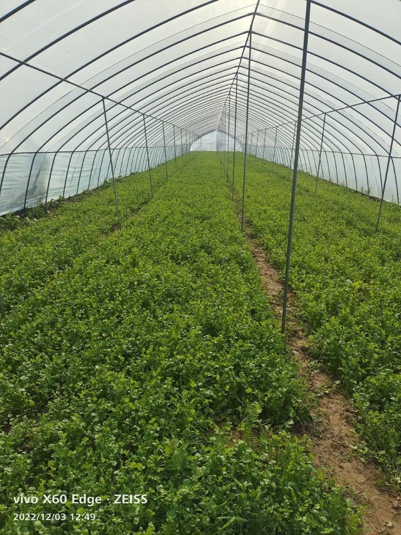 精品大叶香菜，质量好，品质优。