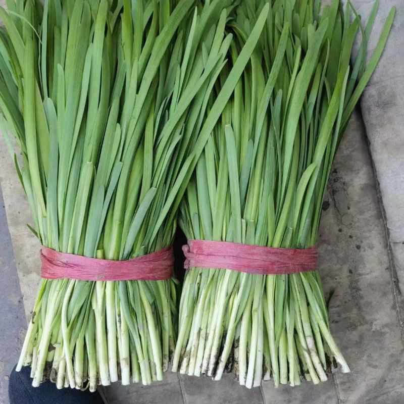 乐亭头茬韭菜大量上市可当天采摘当天发货价格美丽