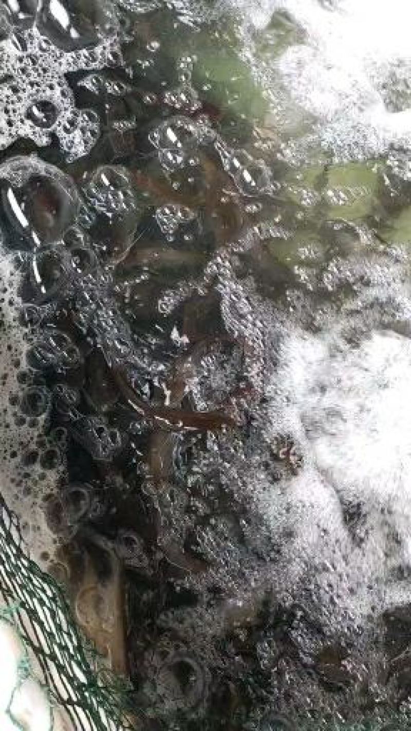 土鲶鱼