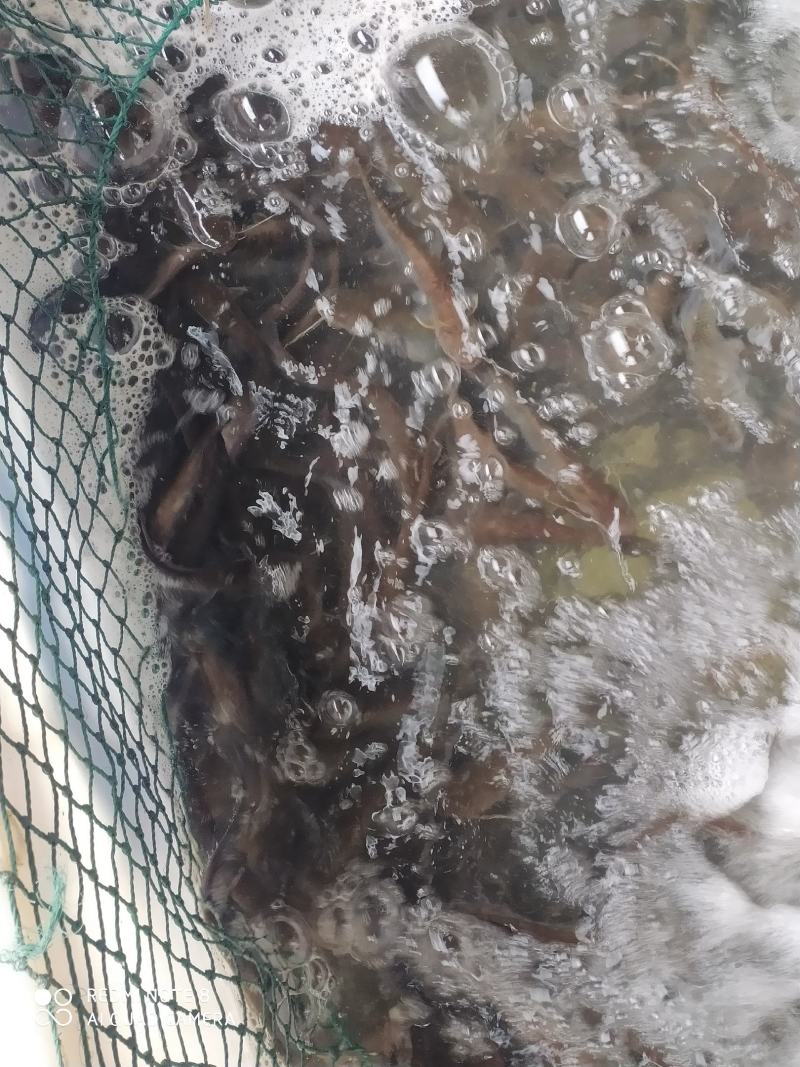 土鲶鱼