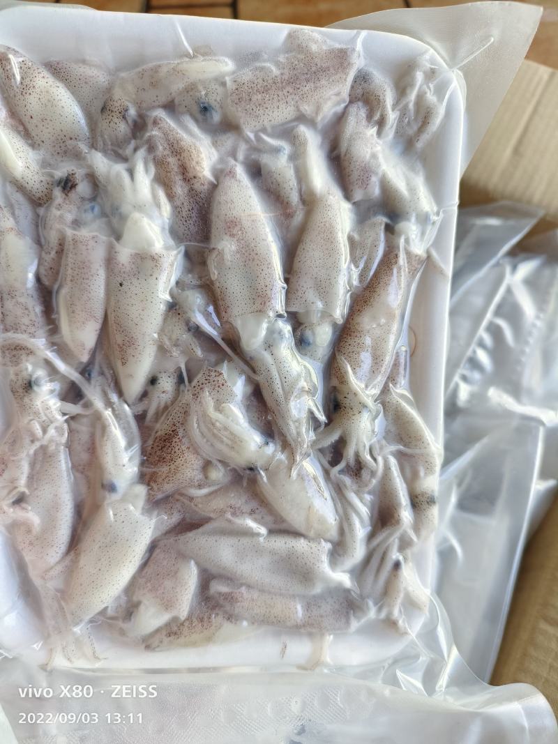 带籽海兔海猫子冰鲜水兔小鱿鱼可打礼包产地货量大优惠