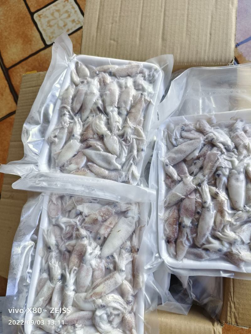带籽海兔海猫子冰鲜水兔小鱿鱼可打礼包产地货量大优惠