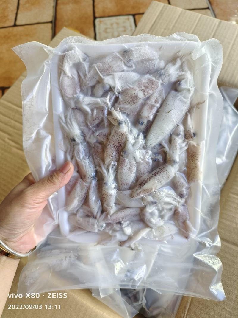 带籽海兔海猫子冰鲜水兔小鱿鱼可打礼包产地货量大优惠