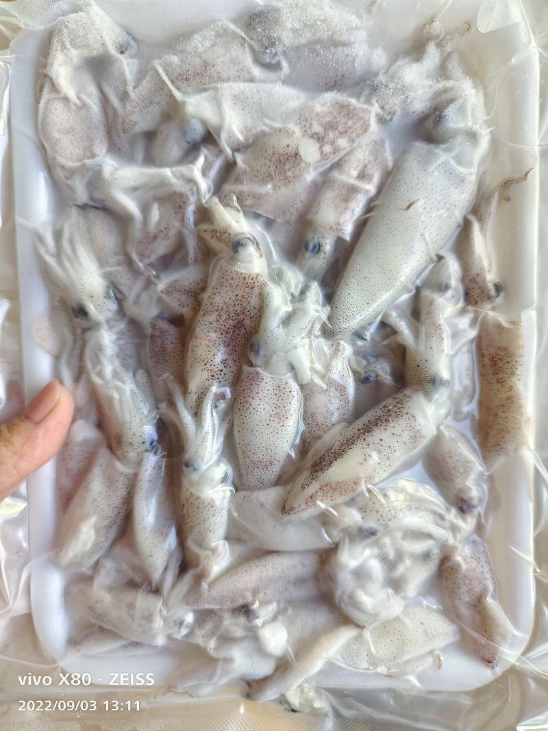带籽海兔海猫子冰鲜水兔小鱿鱼可打礼包产地货量大优惠