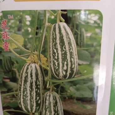 甜瓜苗