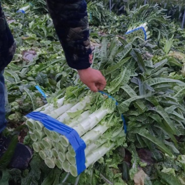 大棚精品莴笋大量走货中，期待与各地朋友建立长期合作关系