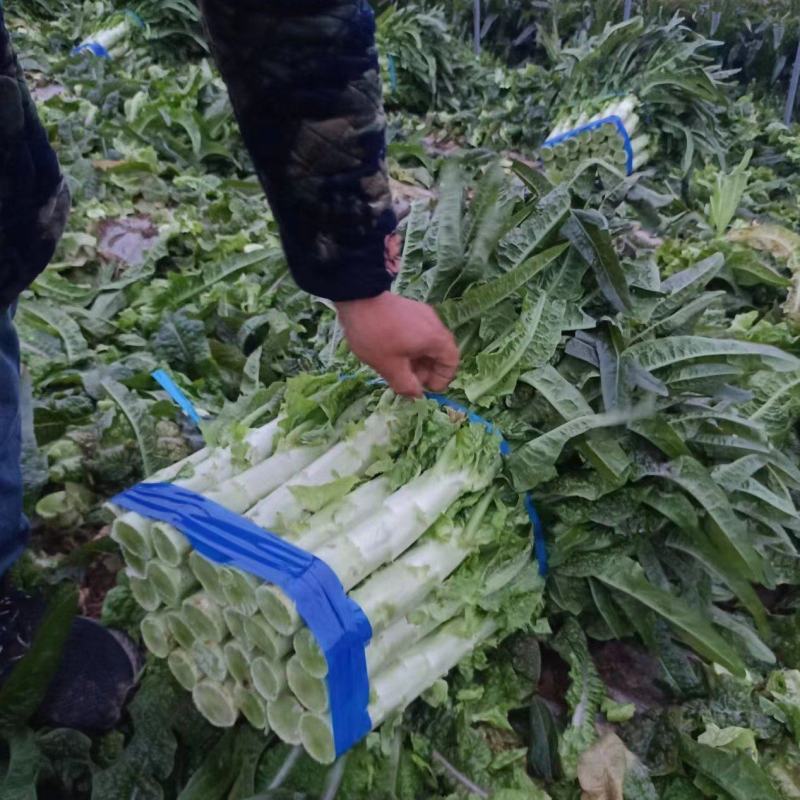 大棚精品莴笋大量走货中，期待与各地朋友建立长期合作关系
