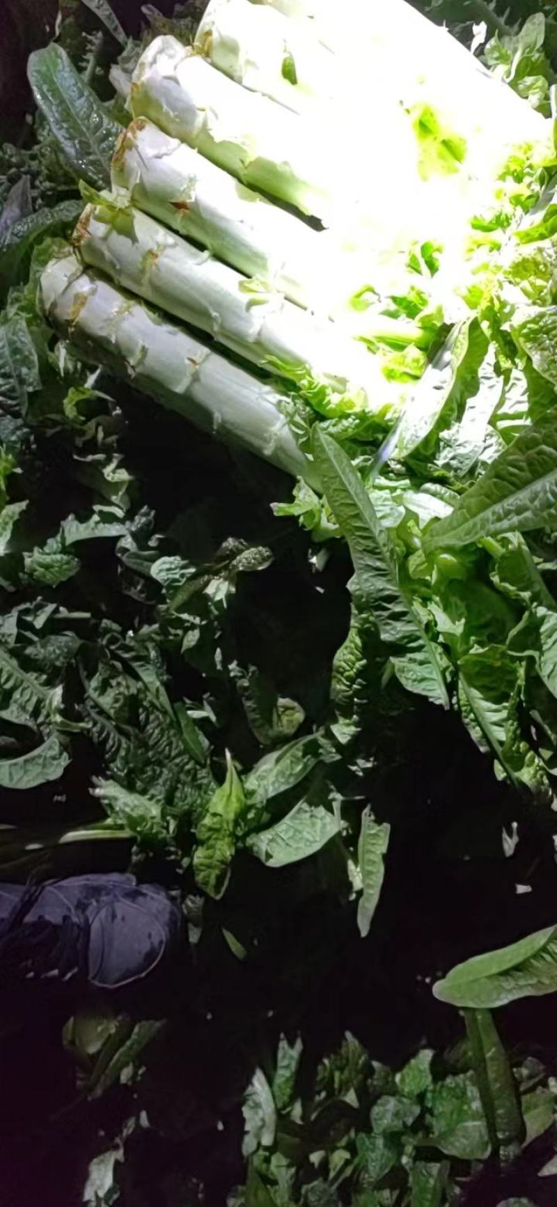 大棚精品莴笋大量走货中，期待与各地朋友建立长期合作关系