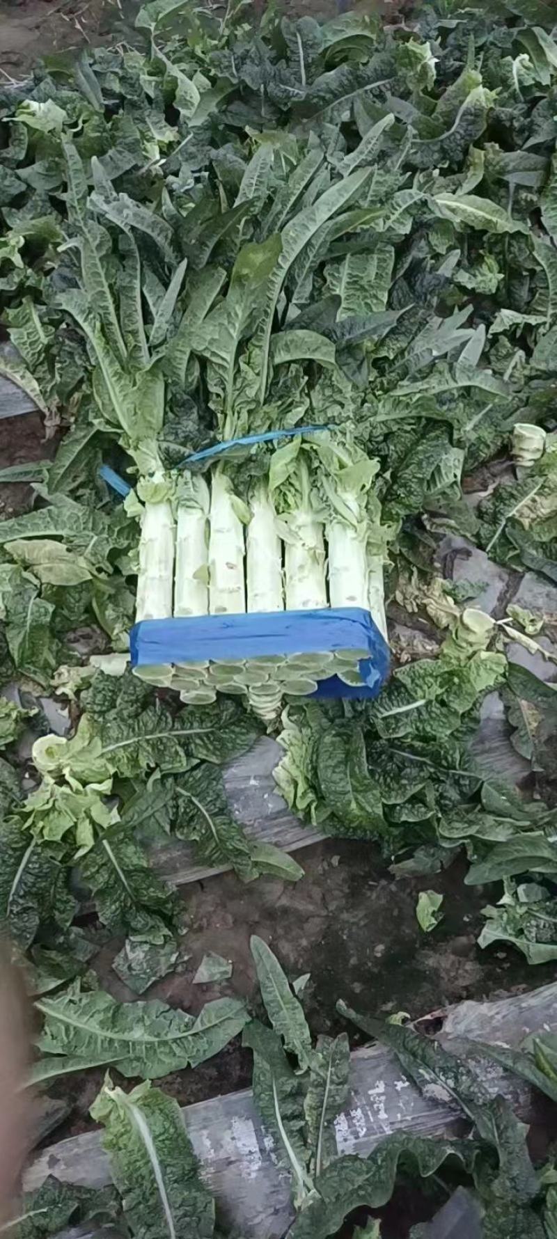 大棚精品莴笋大量走货中，期待与各地朋友建立长期合作关系