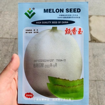 高球形玉姑甜瓜种子中晚熟甄香玉甜瓜种子特甜香味浓郁细酥