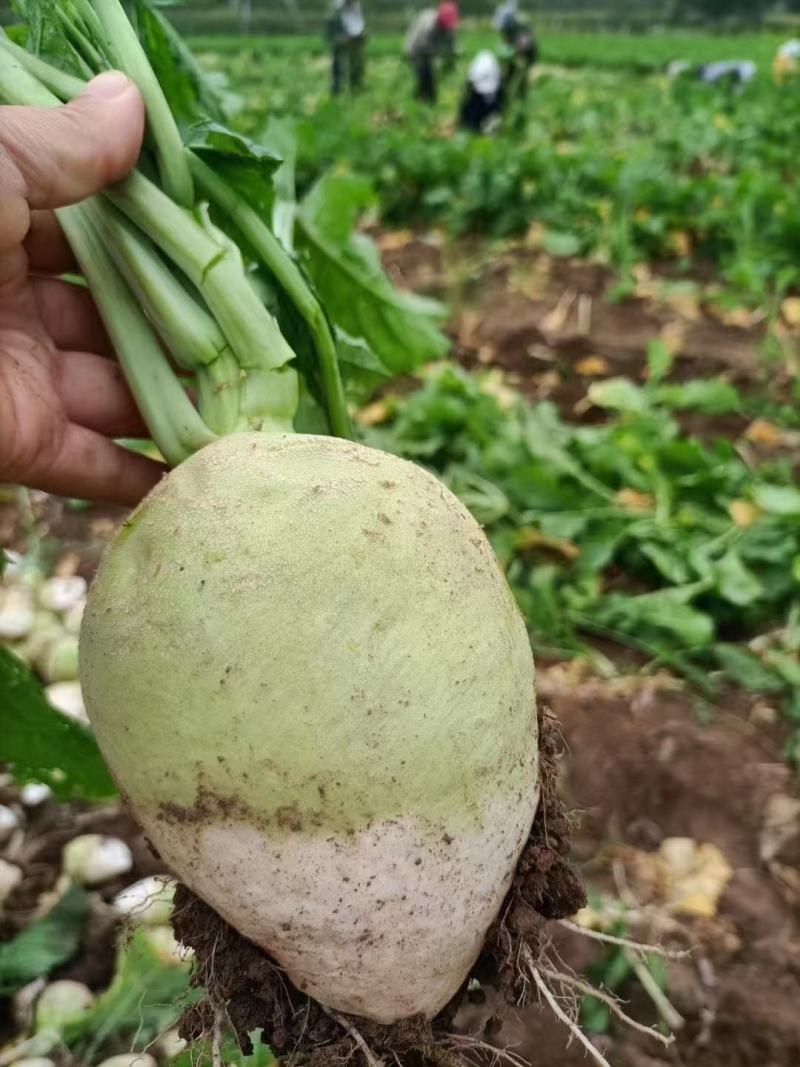 大头菜，大量有货，有需要的老板随时联系。