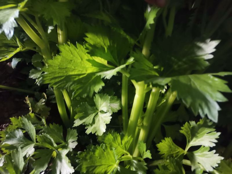 山东芹菜
