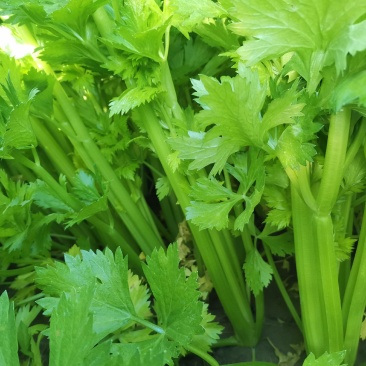 山东芹菜